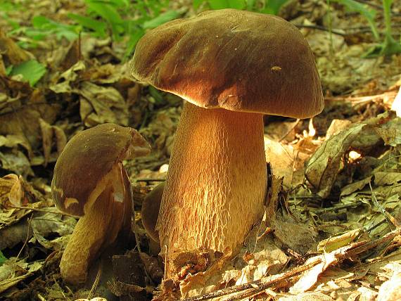hríb dubový Boletus reticulatus Schaeff.