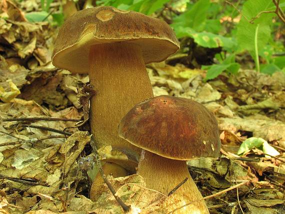 hríb dubový Boletus reticulatus Schaeff.