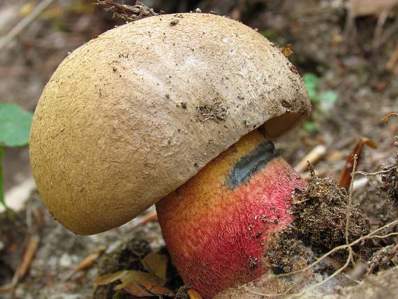 hríb červený Caloboletus calopus Fr.