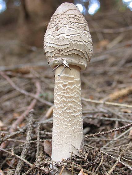 bedľa vysoká. Macrolepiota procera (Scop.) Singer