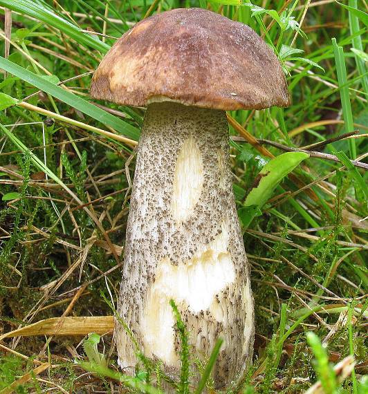 kozák brezový Leccinum scabrum (Bull.) Gray