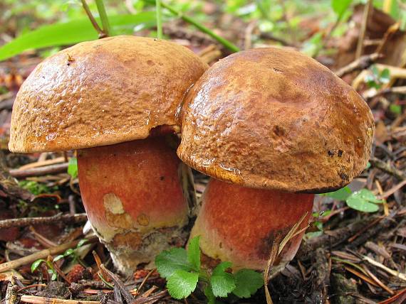 hríb zrnitohlúbikovitý - tiež zmoknutý. Neoboletus luridiformis (Rostk.) G. Wu & Zhu L. Yang