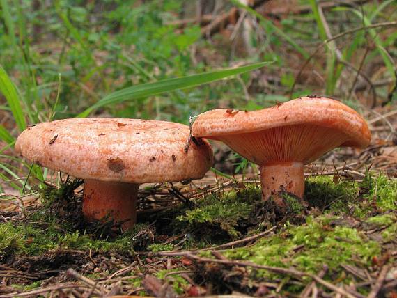 rýdzik Lactarius sp.