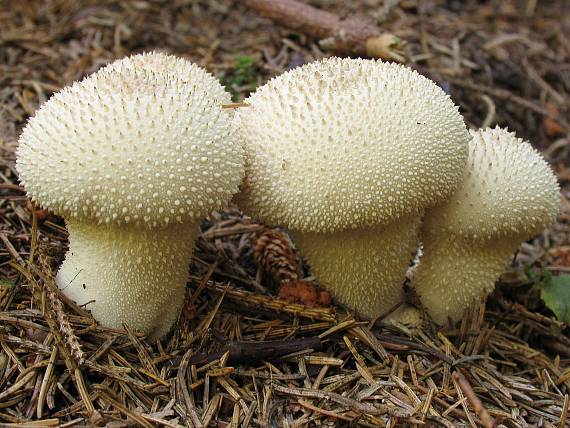 prášnica bradavičnatá. Lycoperdon perlatum Pers.