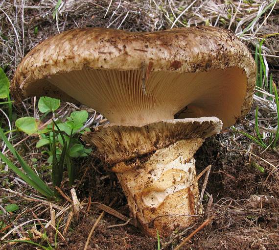 náramkovka cisárska Catathelasma imperiale (P. Karst.) Singer