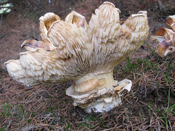 náramkovka cisárska Catathelasma imperiale (P. Karst.) Singer