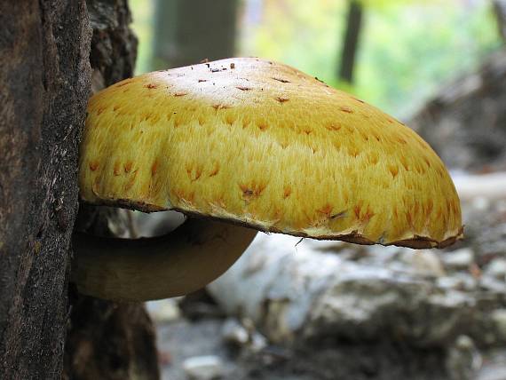 šupinovka slizká Pholiota adiposa (Batsch) P. Kumm.