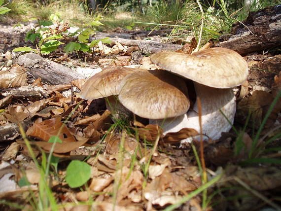 hríb Boletus sp.