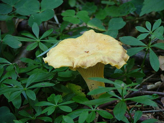 kuriatko jedlé Cantharellus cibarius Fr.
