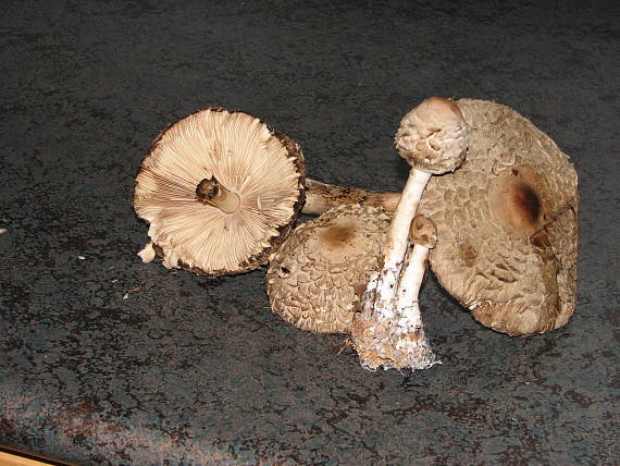 bedľa červenejúca Chlorophyllum rhacodes (Vittad.) Vellinga