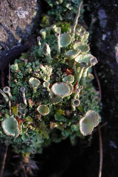 dutohlávka pohárikovitá Cladonia pyxidata