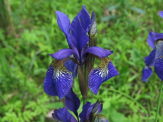 kosatec Iris sibirica L.
