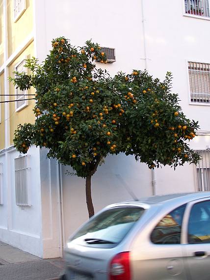 pomarancovnik Citrus aurantium
