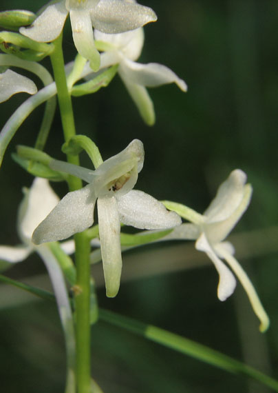 vemenník dvojlistý Platanthera bifolia L.
