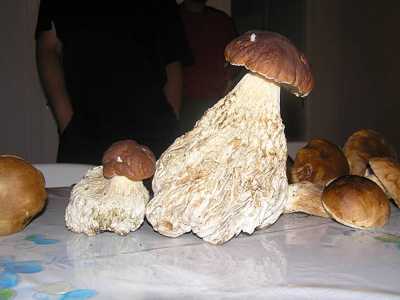 hríb smrekový Boletus edulis Bull.