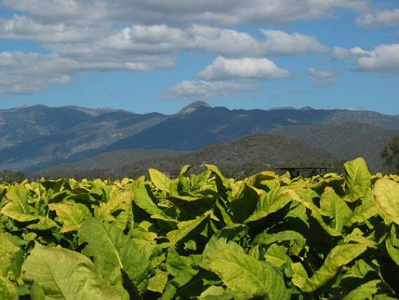 tabacco field
