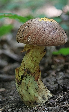 hríb príveskatý Butyriboletus appendiculatus (Schaeff. ex Fr.) Secr.