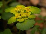 slezinovka striedavolistá - chrysosplenium alternifolium