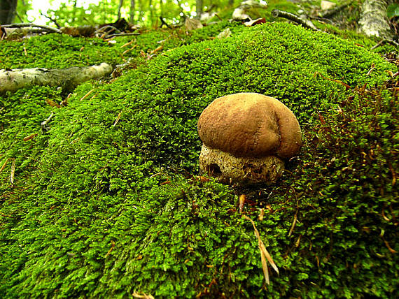 dubák Boletus edulis Bull.