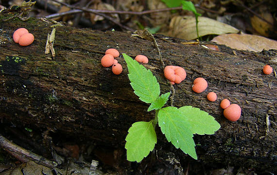 vlčinka červená Lycogala epidendrum (J.C. Buxb. ex L.) Fr.