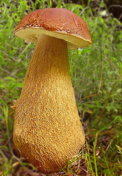 boletus edulis Boletus reticulatus Schaeff.