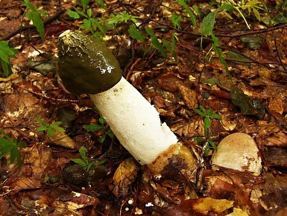 hadovka smradľavá Phalus impudicus