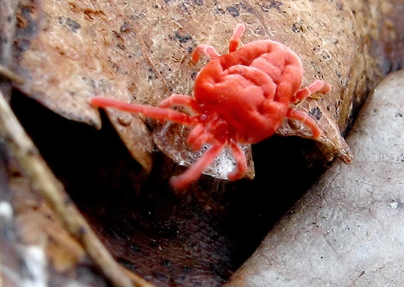 roztočík červený Trombidium holosericeum
