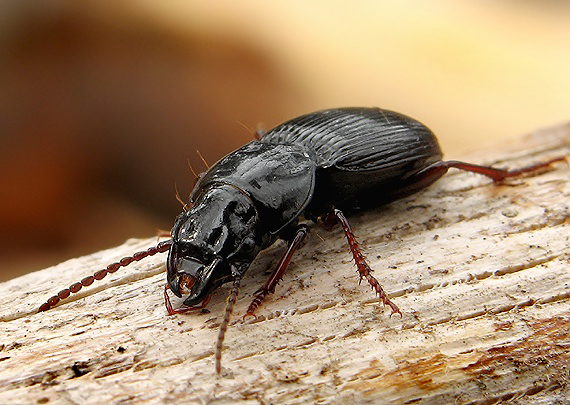 utekáčik Pterostichus fasciatopunctatus