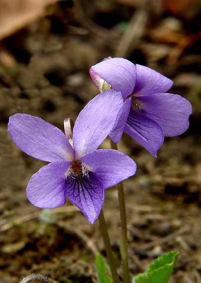 fialka Viola sp.