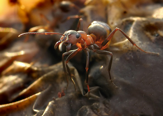 mravec Formica sp.