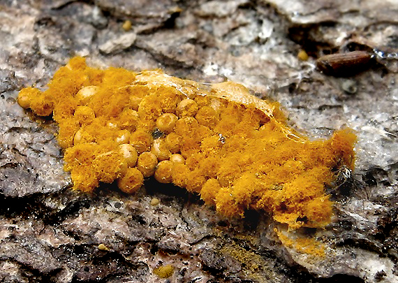 slizovka Trichia persimilis P. Karst.