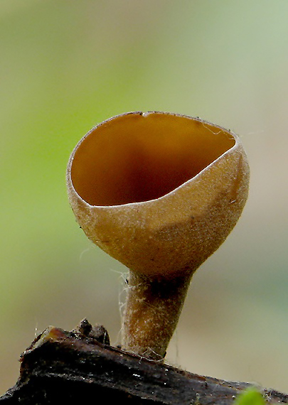 jahňadka hrdzavá Ciboria rufofusca (O. Weberb.) Sacc.