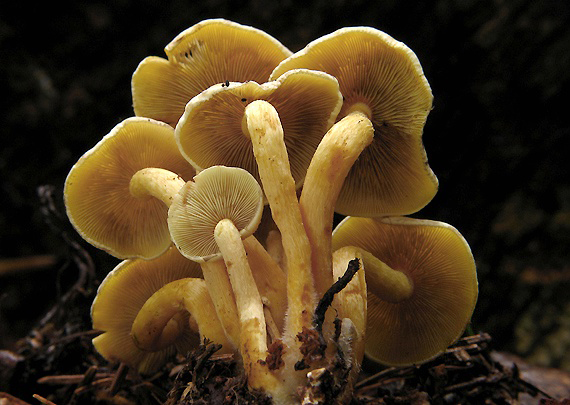 strapcovka zväzkovitá Hypholoma fasciculare (Huds.) P. Kumm.