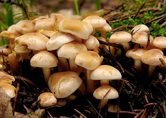 strapcovka zväzkovitá Hypholoma fasciculare (Huds.) P. Kumm.