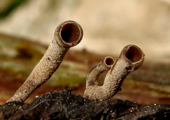 jahňadka hrdzavá Ciboria rufofusca (O. Weberb.) Sacc.