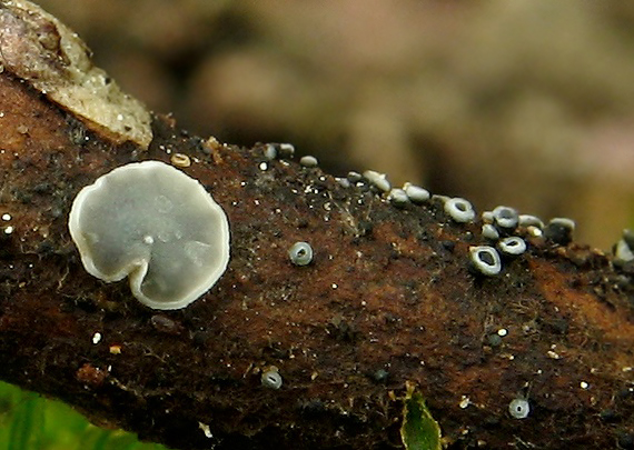molízia Mollisia sp.