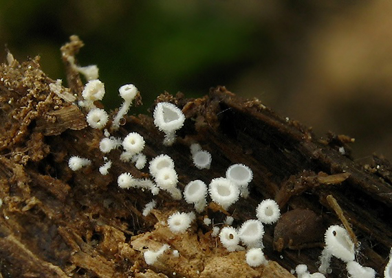 lachnetka Lachnum sp.