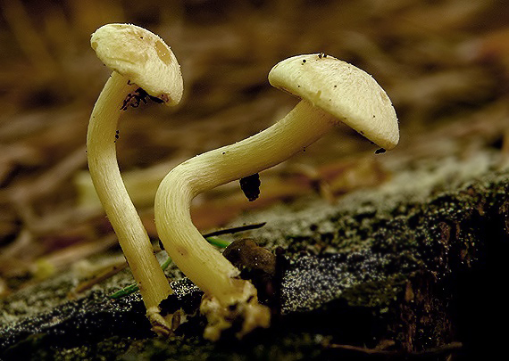 strapcovka zväzkovitá Hypholoma fasciculare (Huds.) P. Kumm.