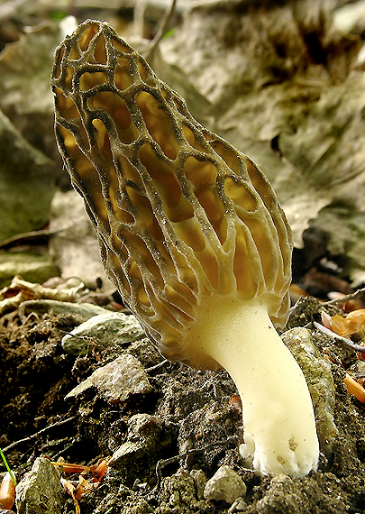 smrčok kužeľovitý Morchella conica Pers.