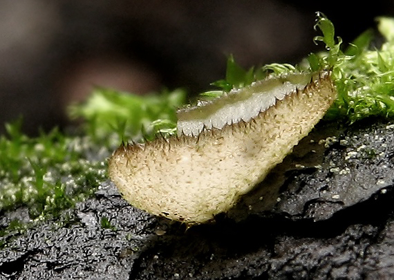trichoféa Trichophaea sp.