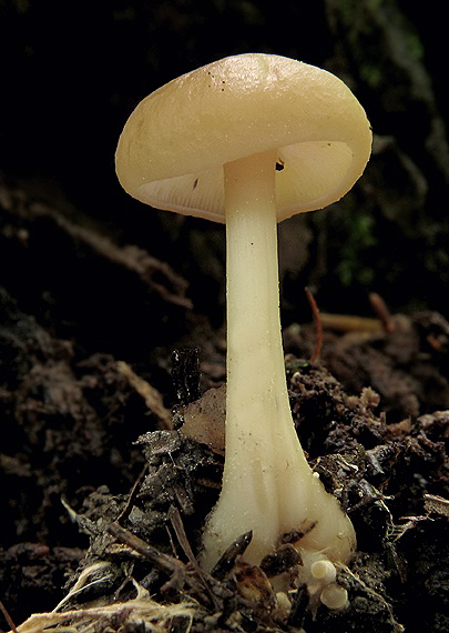 peniazovka dubová Gymnopus cf. dryophilus (Bull.) Murrill