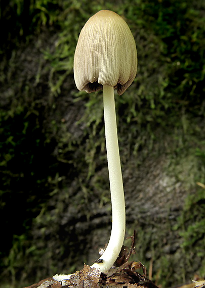 hnojník Coprinus sp.