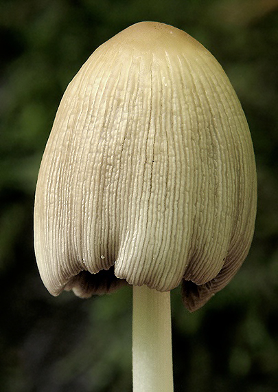 hnojník Coprinus sp.