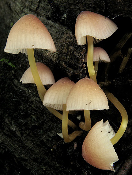 prilbička žltohlúbiková Mycena renati Quél.