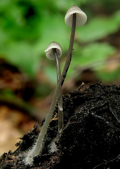prilbička Mycena sp.