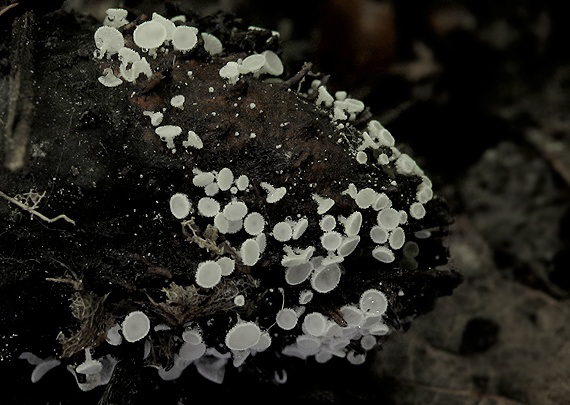 lachnetka Lachnum sp.