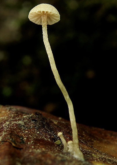 flamulaster bukvicový Flammulaster carpophilus (Fr.) Earle ex Vellinga