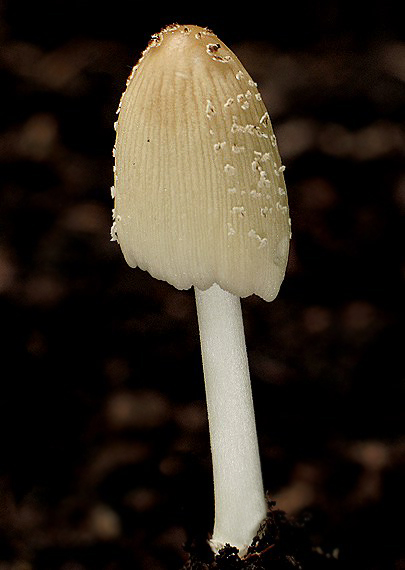 hnojník okrový Coprinellus domesticus (Bolton) Vilgalys, Hopple & Jacq. Johnson