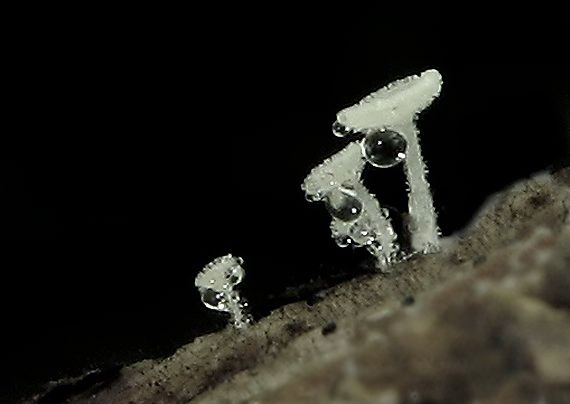 lachnetka Lachnum sp.