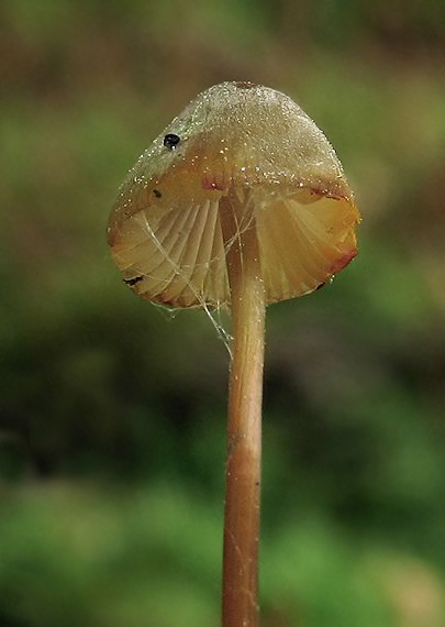 prilbička šafranová Mycena crocata (Schrad.) P. Kumm.